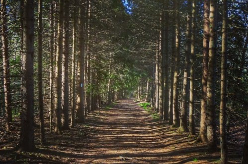 A serene forest path lined with tall trees, dappled sunlight illuminating the ground.