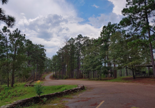 A winding road through a dense forest of tall pine trees under a cloudy sky.