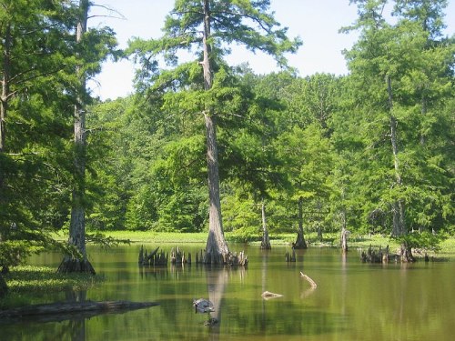 A serene wetland scene with tall trees reflecting in calm water, surrounded by lush greenery and cypress knees.