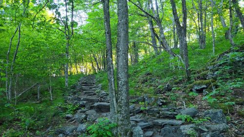 A serene forest path lined with trees and rocks, surrounded by lush green foliage.