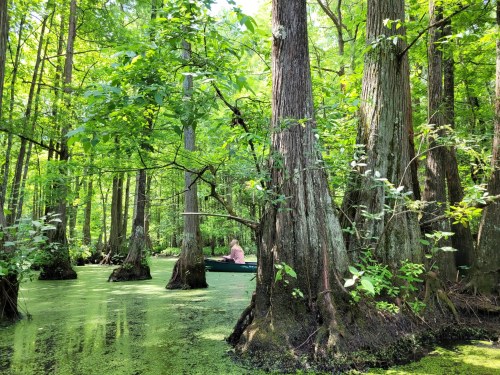 A serene swamp scene with tall trees and green foliage, featuring a person in a small boat among the lush surroundings.