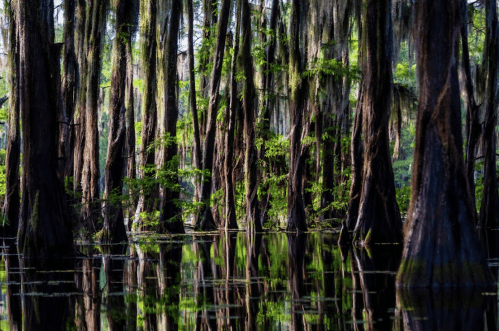A serene swamp scene with cypress trees draped in Spanish moss, reflected in calm water. Lush greenery surrounds the area.
