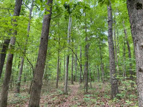 A lush green forest with tall trees and a clear path winding through the underbrush.