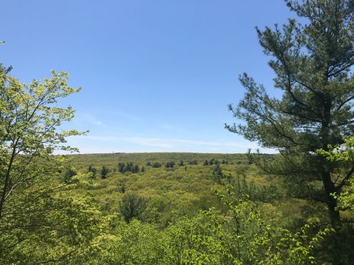 Lush green landscape under a clear blue sky, with trees framing the view of rolling hills in the distance.