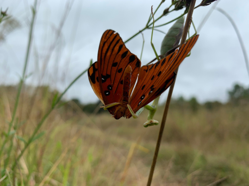 Two orange butterflies with black spots perched on a green stem in a grassy field.