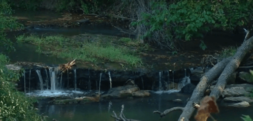 A serene stream with small waterfalls, surrounded by lush greenery and fallen branches.