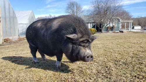 A large, fluffy pig stands in a grassy yard with a house and trees in the background under a clear blue sky.