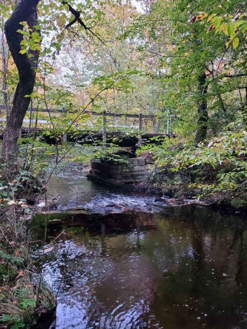 A serene forest scene featuring a small stream and a wooden bridge surrounded by lush green trees.