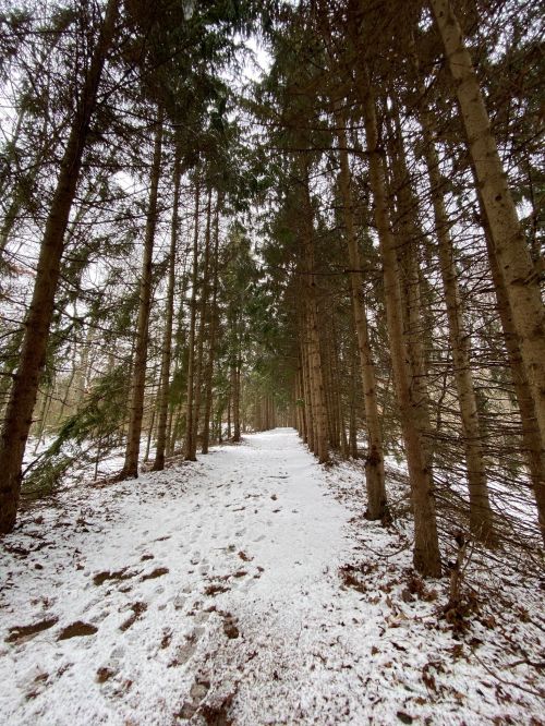 A snowy path winding through tall, dense trees in a tranquil forest setting.
