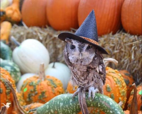 An owl wearing a small black witch hat sits on a gourd, surrounded by pumpkins and decorative gourds.