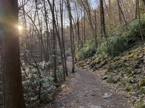 A winding trail through a wooded area, with sunlight filtering through trees and rocky terrain.