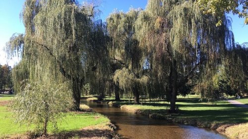 A serene park scene featuring a winding stream surrounded by lush, leafy willow trees under a clear blue sky.