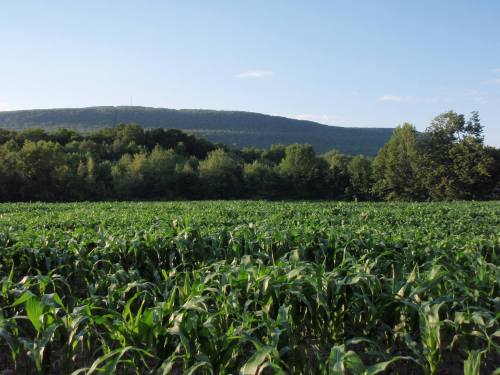 A lush green cornfield stretches towards a distant mountain under a clear blue sky.
