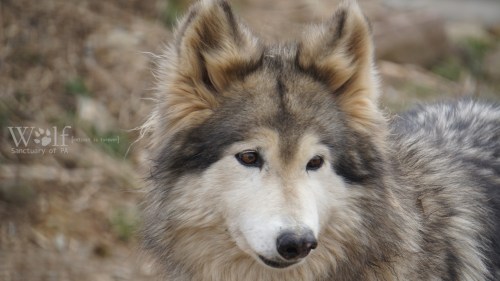 A close-up of a wolf with a thick, gray and white coat, looking attentively in a natural setting.