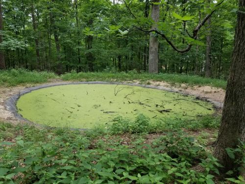 A circular pond covered in green algae, surrounded by trees and lush vegetation in a forested area.