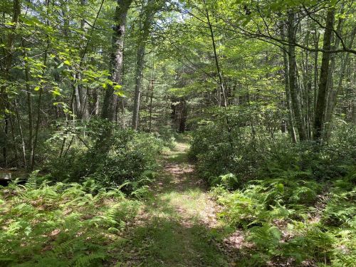 A serene forest path surrounded by lush greenery and ferns, leading into a shaded wooded area.