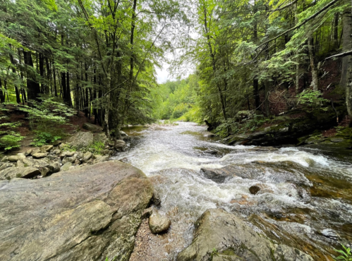 A serene river flows through a lush green forest, with rocks lining the banks and trees overhead.