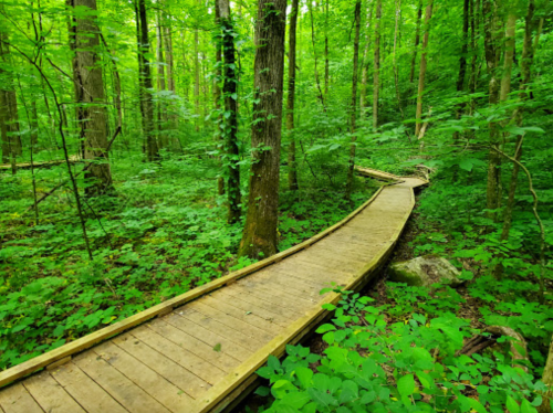 A winding wooden boardwalk through a lush green forest filled with trees and dense foliage.