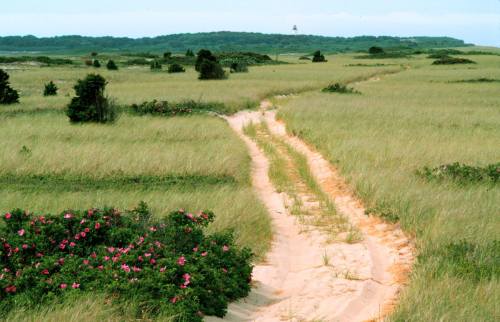 A sandy path winds through tall grass and blooming flowers, leading to a distant green landscape under a clear sky.