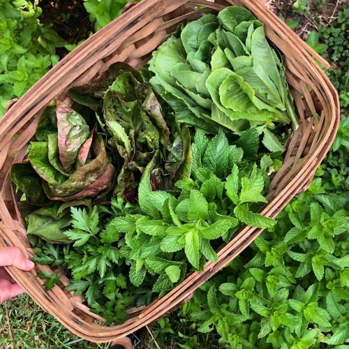 A hand holding a woven basket filled with fresh greens, including lettuce, mint, and parsley, surrounded by more greenery.