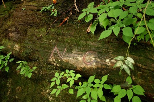 Carved initials "N C" on a moss-covered log, surrounded by green foliage in a natural setting.