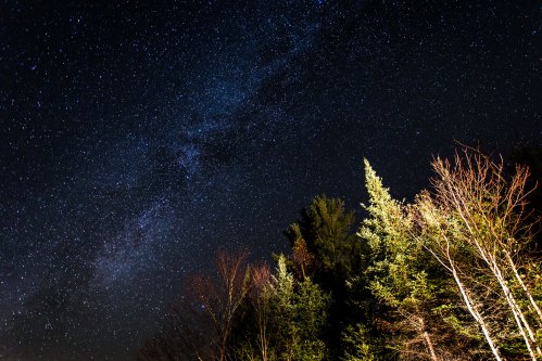 A starry night sky filled with stars, with silhouettes of trees in the foreground.
