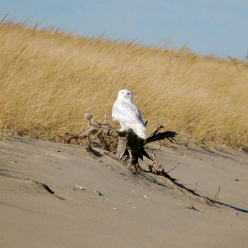 A snowy owl perched on a driftwood branch in a sandy, grassy landscape.