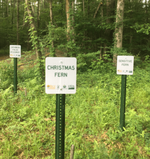 Three signs in a forest identifying different types of ferns: Christmas Fern, Sensitive Fern, and another unidentified fern.