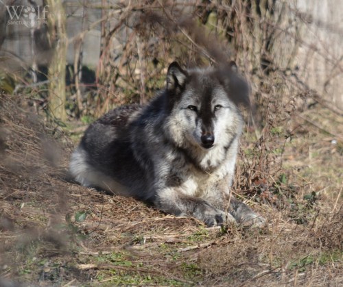 A gray wolf resting on the ground among dry grass and twigs, partially obscured by branches.