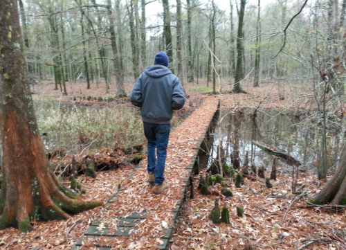 A person walks along a wooden path through a forest, surrounded by trees and fallen leaves.