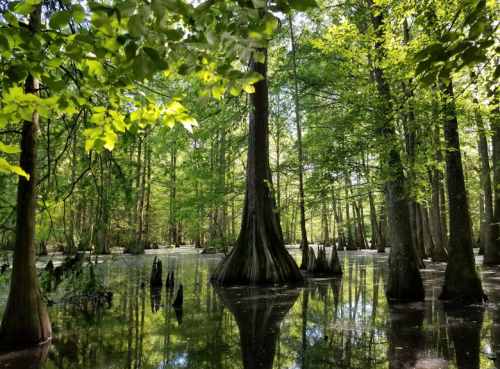 Lush green swamp with cypress trees and reflections in still water, surrounded by vibrant foliage.
