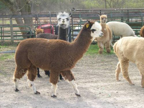 A group of llamas and alpacas in a farm setting, with one brown llama in the foreground and others in the background.