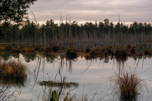 A serene wetland scene with still water reflecting dead trees and grasses under a cloudy sky.