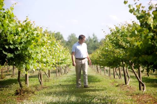 A man walks through a lush vineyard, surrounded by rows of green grapevines under a clear blue sky.