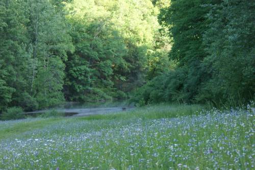 A serene landscape featuring a lush green forest, a calm pond, and a field of wildflowers in the foreground.