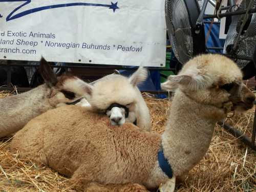 Three alpacas resting on straw, with one nestled against another, in front of a banner for exotic animals.