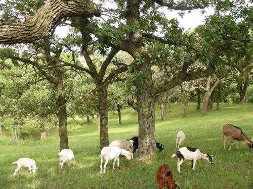 A group of goats grazing under large trees in a grassy field.