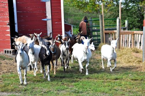 A group of goats running towards a red barn, with a person in the background and green grass around them.
