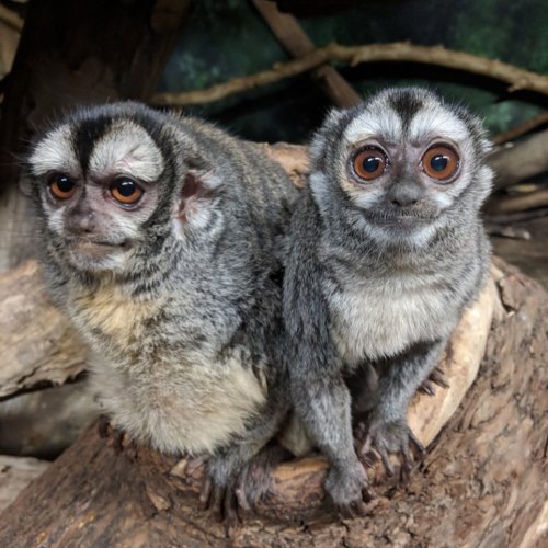 Two small, fluffy monkeys with large eyes sit on a log, surrounded by a natural habitat.