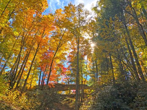 Vibrant autumn trees with orange and yellow leaves under a bright blue sky, sunlight filtering through the branches.