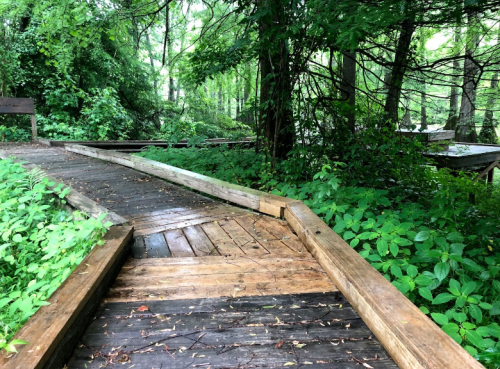 A winding wooden path through lush greenery and trees in a serene outdoor setting.