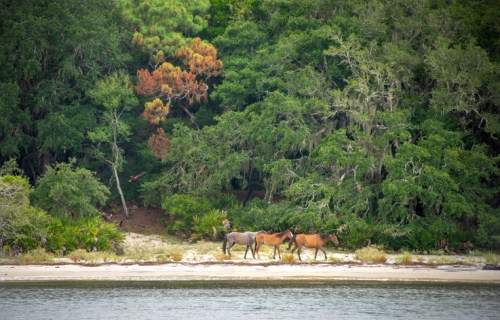 Wild horses walking along a sandy shore, surrounded by lush green trees and vegetation.