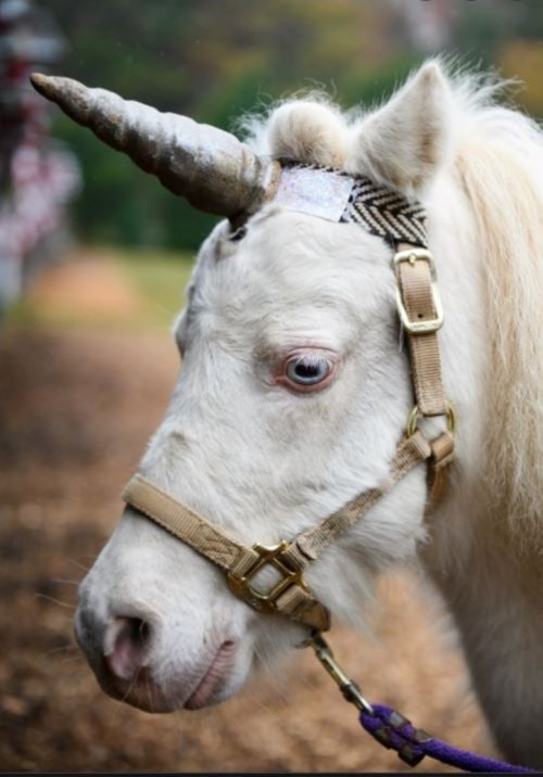 A close-up of a white unicorn with a sparkling horn, wearing a halter and standing in a natural setting.