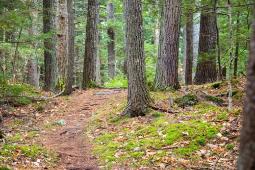 A serene forest path lined with tall trees and lush green moss, inviting exploration through nature.