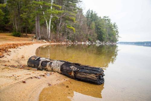 A weathered log rests on a sandy beach by a calm lake, surrounded by trees and a serene landscape.