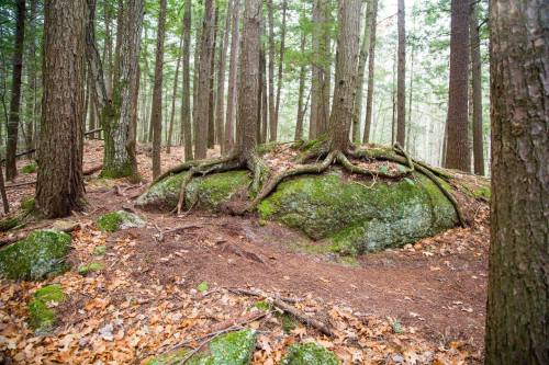 A moss-covered rock surrounded by trees and roots in a serene forest setting with fallen leaves on the ground.