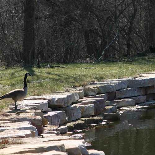 A goose stands near a stone path by a calm pond, surrounded by grass and trees.