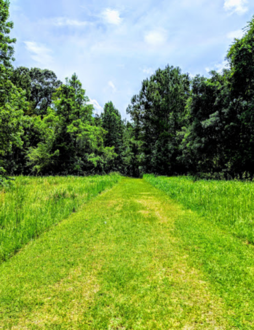 A grassy path leads through lush greenery and trees under a bright blue sky.