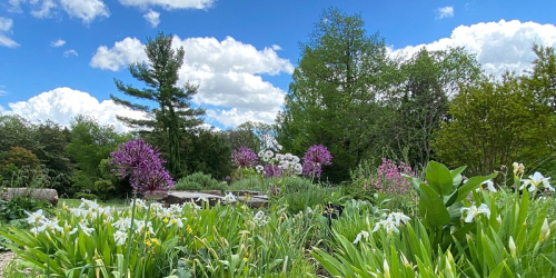 A vibrant garden filled with blooming flowers, lush greenery, and a bright blue sky with fluffy clouds.