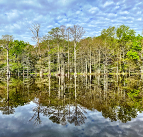A serene lake reflecting trees and a cloudy sky, creating a peaceful natural landscape.